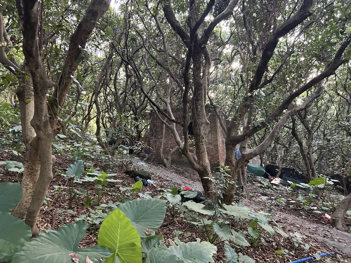 有狗的红砖房
