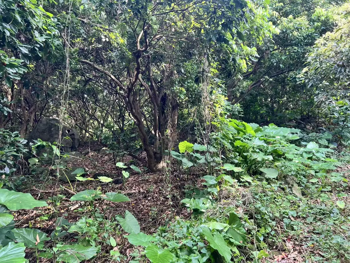 靠近3号野抱区的单独石头